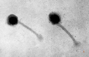 staphylococcal bacteriophage staphylococcal bacteriophage